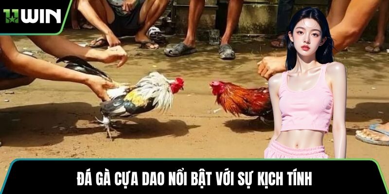 Đá gà cựa dao nổi bật với sự kịch tính