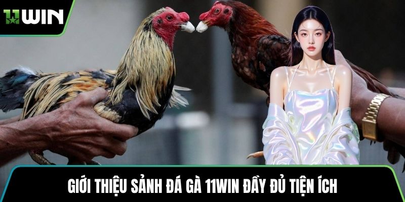Giới thiệu sảnh đá gà 11WIN đầy đủ tiện ích