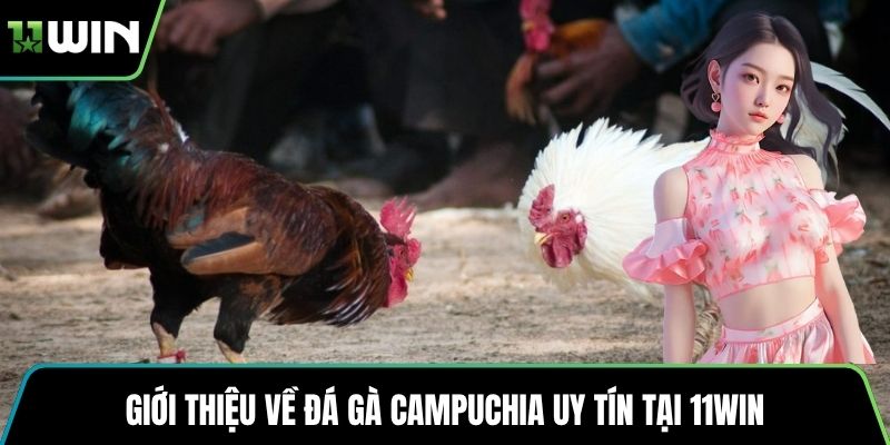 Giới thiệu về đá gà Campuchia uy tín tại 11WIN
