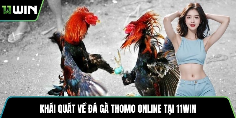Khái quát về đá gà Thomo online tại 11WIN
